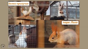 Белки прыгучие и бегучие, древолазающие. Парк Лога