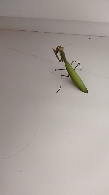 Богомол на охоте 