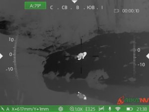 Енот не там справил нужду. Охота с тепловизором.