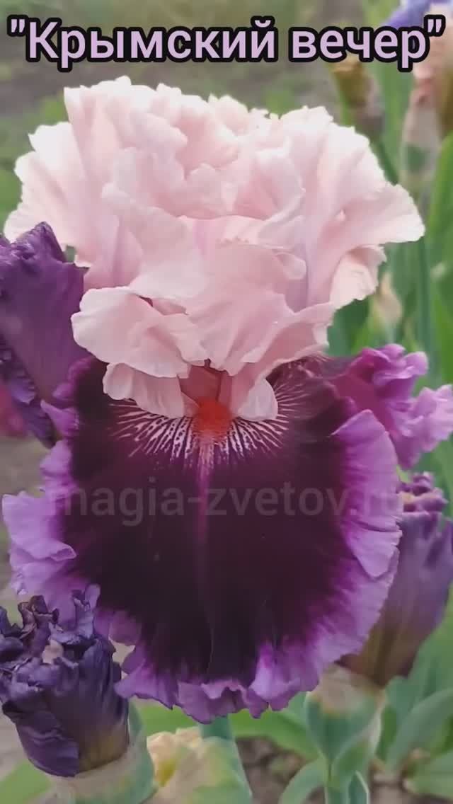 ирис 'Крымский вечер' (Рябых О.А., 2018)