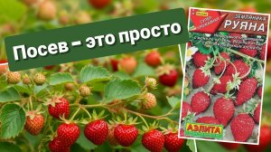 Посев мелкоплодной ремонтантной земляники