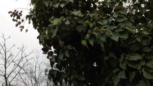 Один из дней города Евпатории | 8 января 2021 год | Крым | ХАН БАТОН XAH 6ATOH | VID_20210108_134953