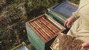 Корректировка гнезда в ульях на 230 рамку.