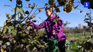 Экзотическая и полезная ягода: на Кубани собирают урожай киви