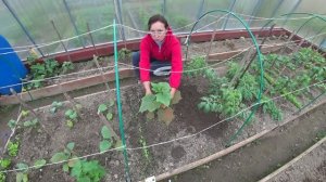 6 соток 21 мая 2021г. Окучила огурцы. Посадили Брокколи 🥦. Пасынкую помидоры. С