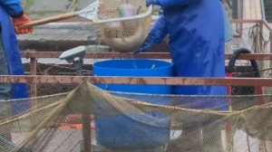 Запуск форели