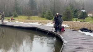 Семечка.Вип зона