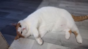 обзор на кошку Милку