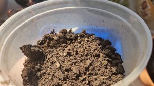 пересадка фаукарии