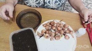 Лучок на зелень/Рыбка / Ужин