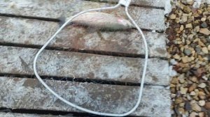 Основной водоём. Донка.