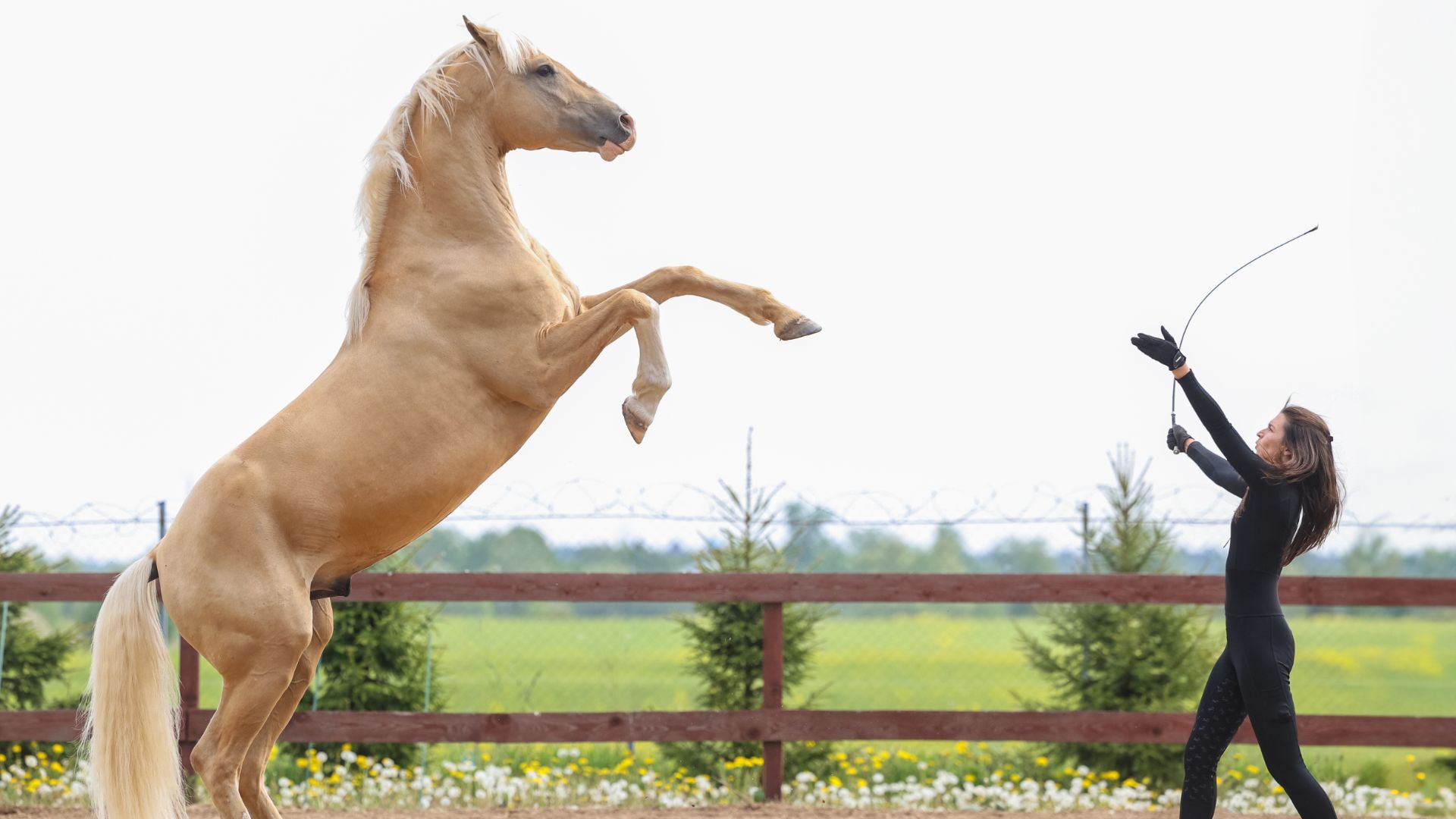 Игры с жеребцом