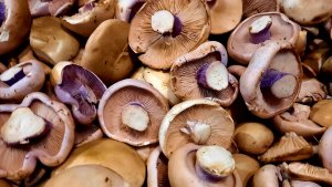 Последний сбор грибов в декабре.