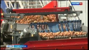 Уборку овощей открытого грунта завершили на Ставрополье