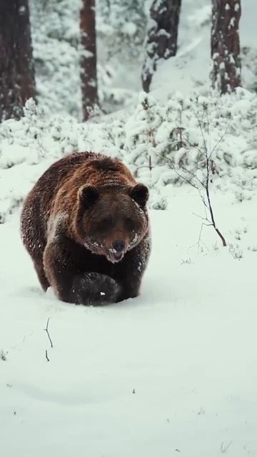 Бессонница. Красиво шагает косолапый мишка@https___t.me_c_1163478947_21883