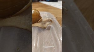 улитка РОДАЕТ ПОЛНЫЙ ПРОЦЕС НА ВИДЕО