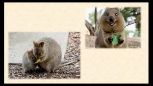 Интересный факт: «Улыбающийся»