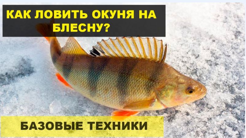 Техника ловли Окуня зимой на блесну. 1 серия