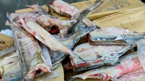 Икру, кету и горбушу передали представителям коренных малочисленных народов в Омсукчане