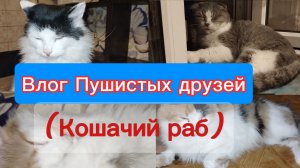 Влог пушистых друзей 03.12.25.Кошачий раб.Кошки с верёвочкой.