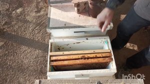 Выпустил матку , подготовил к объединению.