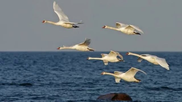 Клип  на песню "Лебеди летят" - исполняет Светлана Руль.