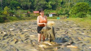 Закиньте сеть и поймайте много крупных карпов — продайте свежую крупную рыбу на деревенском рынке.