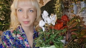 Цикламен- мой уход.