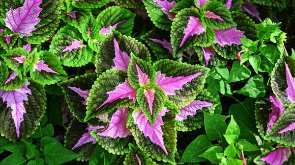 ЦВЕТЫ КОЛЕУСЫ! МАГИЯ! ПРИМЕТЫ! СУЕВЕРИЯ!