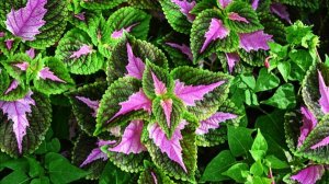 ЦВЕТЫ КОЛЕУСЫ! МАГИЯ! ПРИМЕТЫ! СУЕВЕРИЯ!