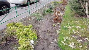 Соседские войны за клумбу