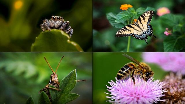 Отгадай насекомое. Игра для детей. Проверь свои знания.