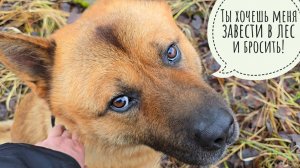 Прогулка по бобрам и лесам 34 ноября. Пёс Кубик отказался заходить в лес! Нашла грибы, ягоды и желе