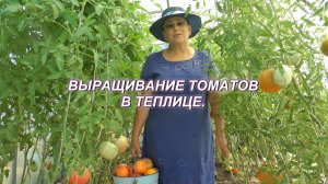 Выращивание томатов в теплице. 2024 - 2025 г