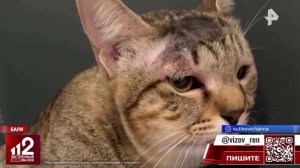 Кот спас семью россиян на Бали от ядовитой змеи