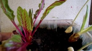 КАК ИЗ ОТХОДОВ СВЕКЛЫ ВЫРАСТИТЬЗЕЛЕНЬ НА БОРЩ