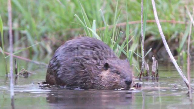классные бобры 🦫🦫🦫