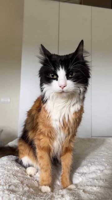 Трёхцветный котик на удачу 🍀