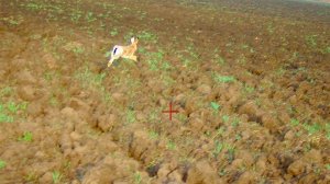 ЗАЯЦ УПАЛ И УБЕЖАЛ !!!