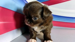 Анфиса #куплющенкачихуахуапродаю +79215950848