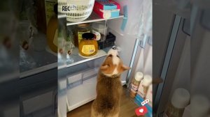 Собаки 2026: как они умудряются смешить нас, даже не пытаясь?