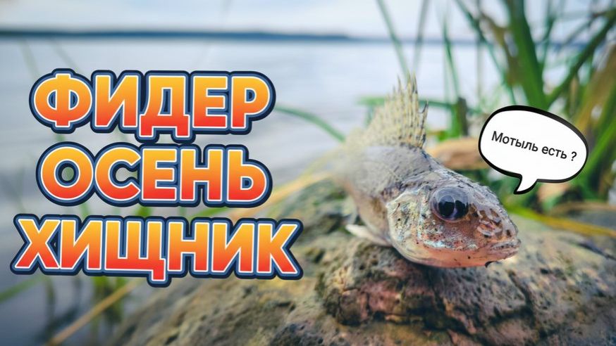 ФИДЕР, ОСЕНЬ - Время хищника, а клюёт ОН