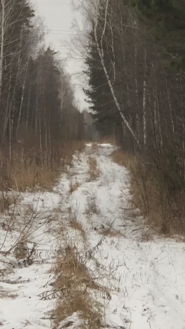 В поисках лося или косули. Прогулки по лесу с Пулей 4.12.25