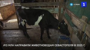 ₽13 млн направили животноводам Севастополя в 2025 г.