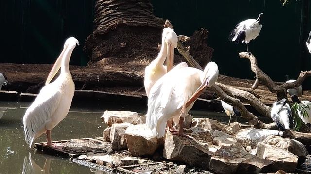 чистим перья