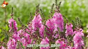 Цветы на участке и во дворе как красиво посадить фото идеи для вдохновения (191)