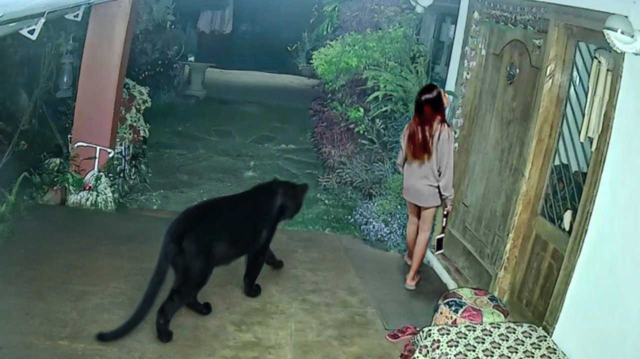 80 Невероятных Моментов, Снятых на Заднем Дворе смотреть онлайн