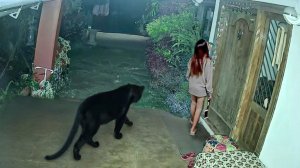 80 Невероятных Моментов, Снятых на Заднем Дворе