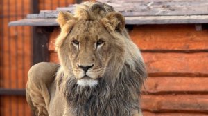 Стихотворение о Шерхане.