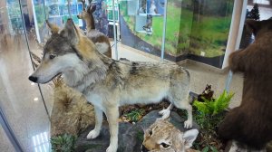 В краеведческом музее появились новые экспонаты